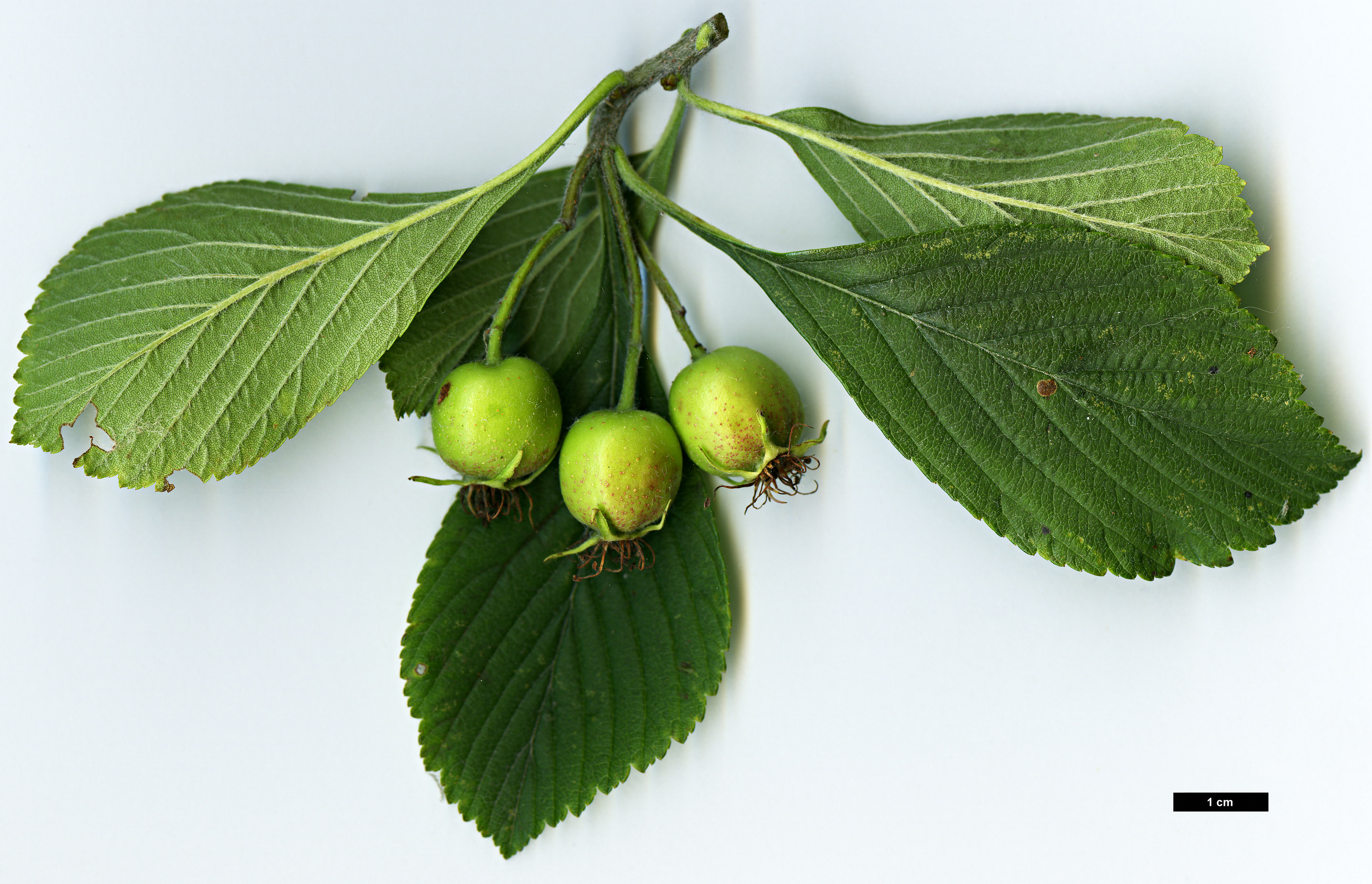 High resolution image: Family: Rosaceae - Genus: Crataegus - Taxon: punctata - SpeciesSub: var.  aurea